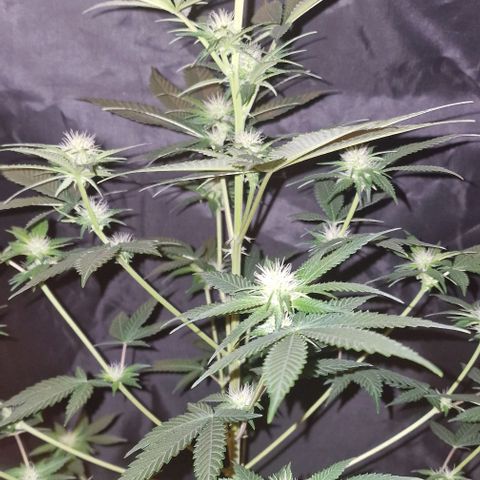 Fastbuds FF - Tropicana Cookies growlog timeline photo