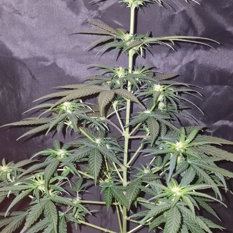 RQS - SweetZZ  growlog timeline photo