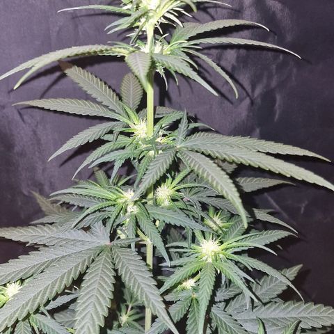 RQS - SweetZZ  growlog timeline photo