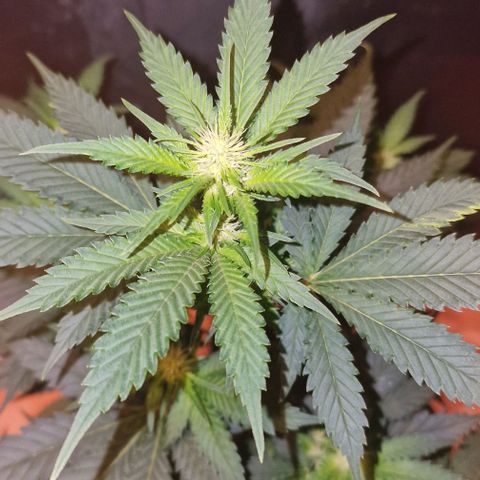 Sweet Seeds - Green Poison growlog timeline photo