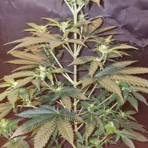 Sweet Seeds - Green Poison growlog timeline photo