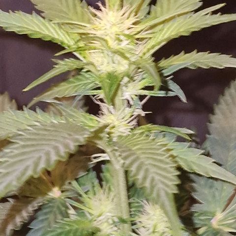 Sweet Seeds - Green Poison growlog timeline photo