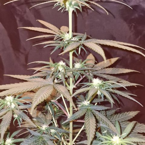 RQS - SweetZZ  growlog timeline photo
