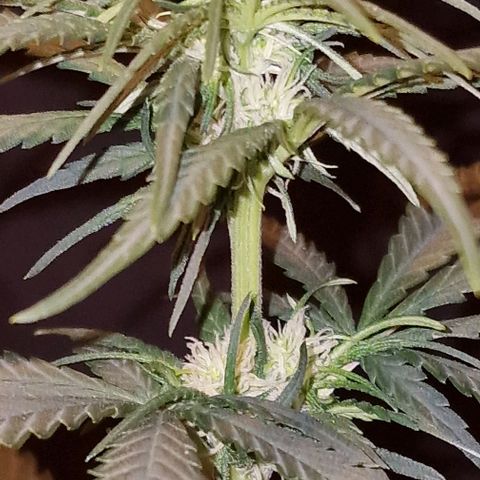 RQS - SweetZZ  growlog timeline photo