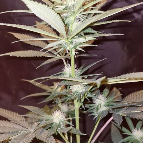 Fastbuds FF - Tropicana Cookies growlog timeline photo