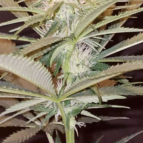 Fastbuds FF - Tropicana Cookies growlog timeline photo