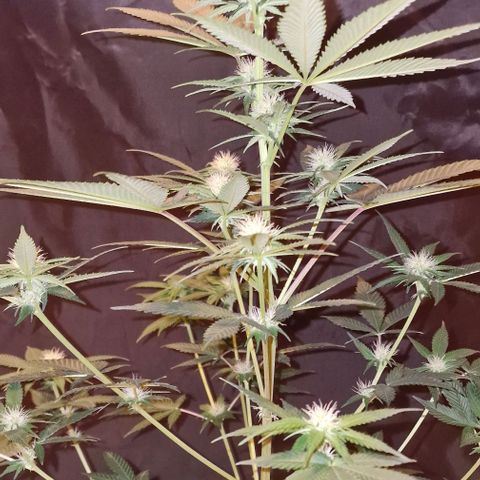 Fastbuds FF - Tropicana Cookies growlog timeline photo