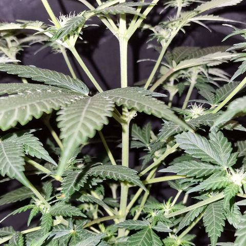 Sweet Seeds - Green Poison growlog timeline photo