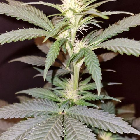 Sweet Seeds - Green Poison growlog timeline photo