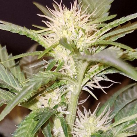 Sweet Seeds - Green Poison growlog timeline photo
