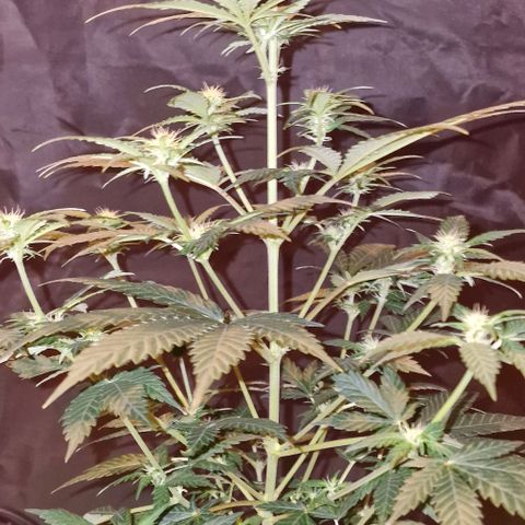 Sweet Seeds - Green Poison growlog timeline photo