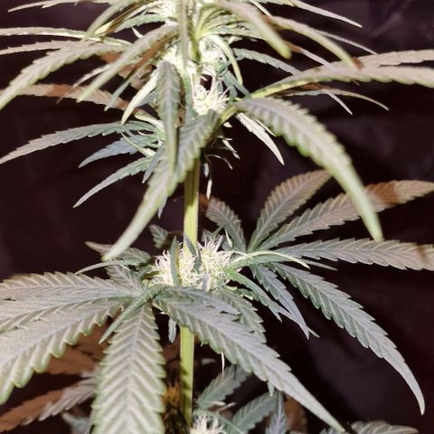 RQS - SweetZZ  growlog timeline photo