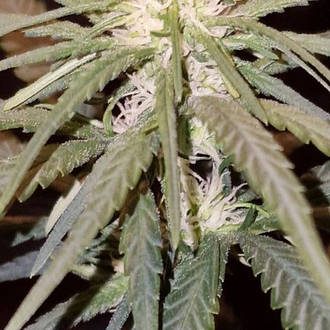 RQS - SweetZZ  growlog timeline photo