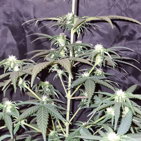 RQS - SweetZZ  growlog timeline photo