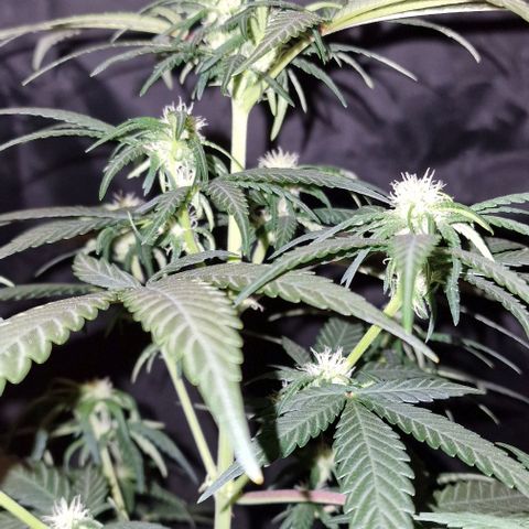 RQS - SweetZZ  growlog timeline photo