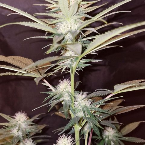 Fastbuds FF - Tropicana Cookies growlog timeline photo