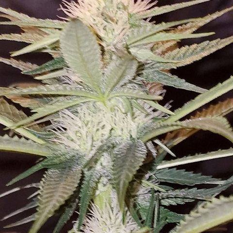 Fastbuds FF - Tropicana Cookies growlog timeline photo
