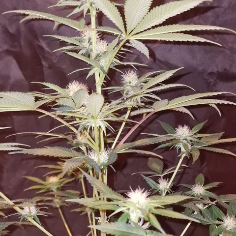 Fastbuds FF - Tropicana Cookies growlog timeline photo
