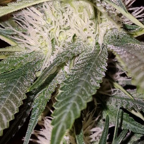 Fastbuds FF - Tropicana Cookies growlog timeline photo