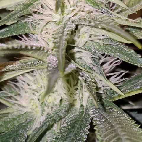 Fastbuds FF - Tropicana Cookies growlog timeline photo