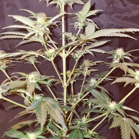 Sweet Seeds - Green Poison growlog timeline photo