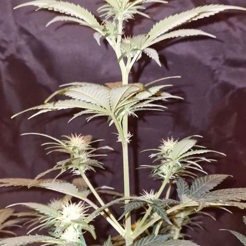Sweet Seeds - Green Poison growlog timeline photo
