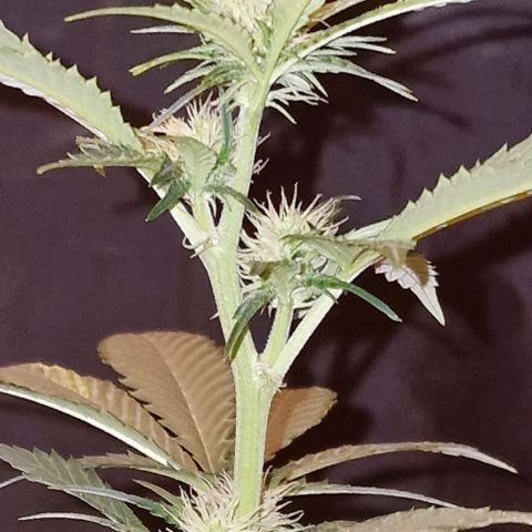 Sweet Seeds - Green Poison growlog timeline photo