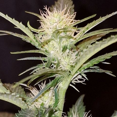 Sweet Seeds - Green Poison growlog timeline photo
