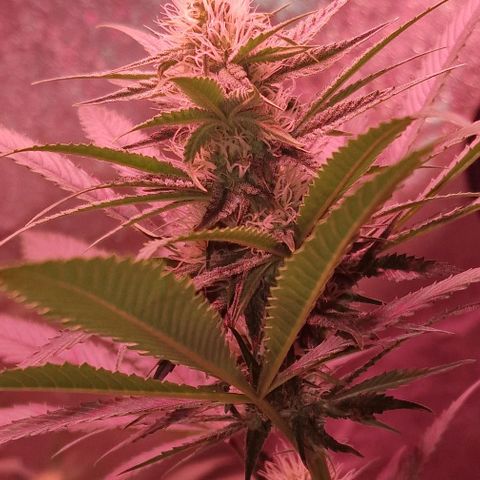 Fastbuds FF - Tropicana Cookies growlog timeline photo