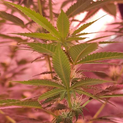 Fastbuds FF - Tropicana Cookies growlog timeline photo