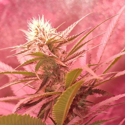 Fastbuds FF - Tropicana Cookies growlog timeline photo