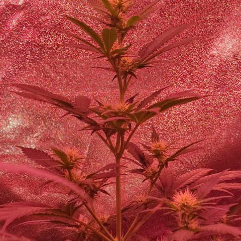Sweet Seeds - Green Poison growlog timeline photo