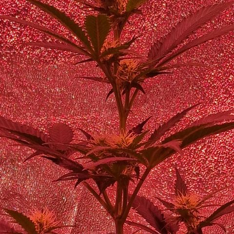 Sweet Seeds - Green Poison growlog timeline photo
