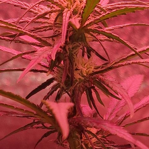 RQS - SweetZZ  growlog timeline photo