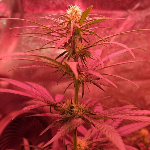 RQS - SweetZZ  growlog timeline photo