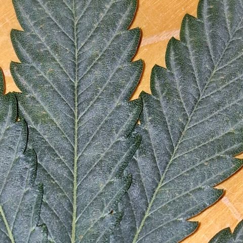 RQS - SweetZZ  growlog timeline photo
