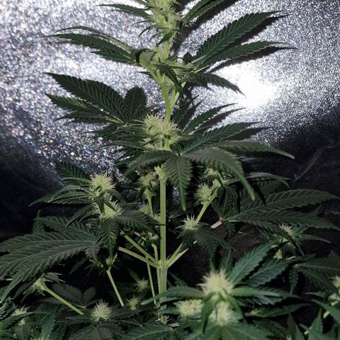 Sweet Seeds - Green Poison growlog timeline photo
