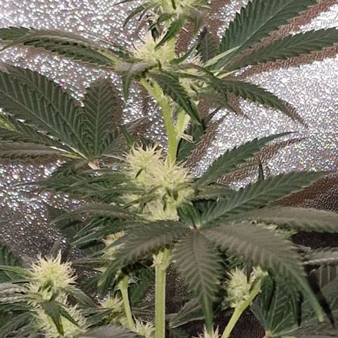 Sweet Seeds - Green Poison growlog timeline photo