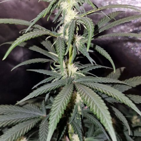 RQS - SweetZZ  growlog timeline photo