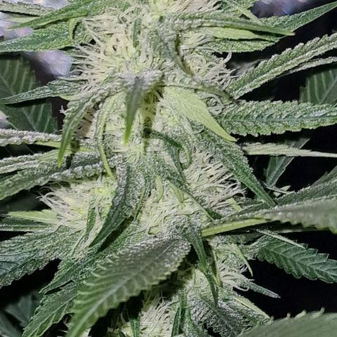 Fastbuds FF - Tropicana Cookies growlog timeline photo