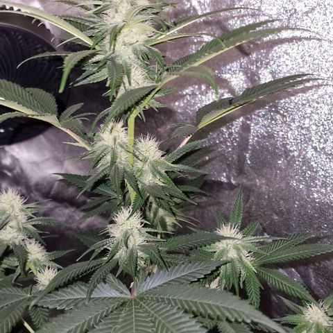 Fastbuds FF - Tropicana Cookies growlog timeline photo
