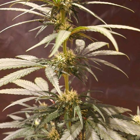 RQS - SweetZZ  growlog timeline photo