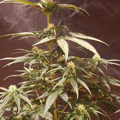 RQS - SweetZZ  growlog timeline photo