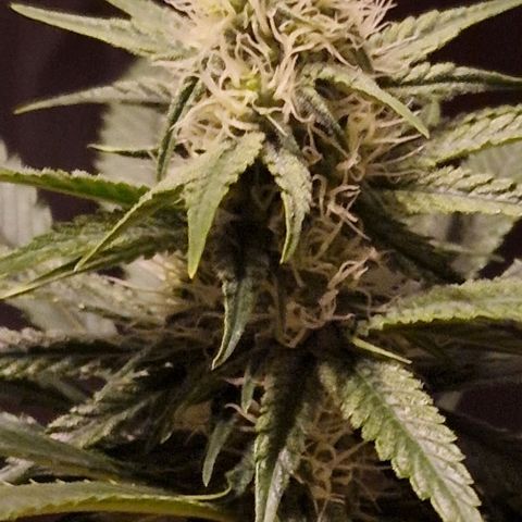 Fastbuds FF - Tropicana Cookies growlog timeline photo