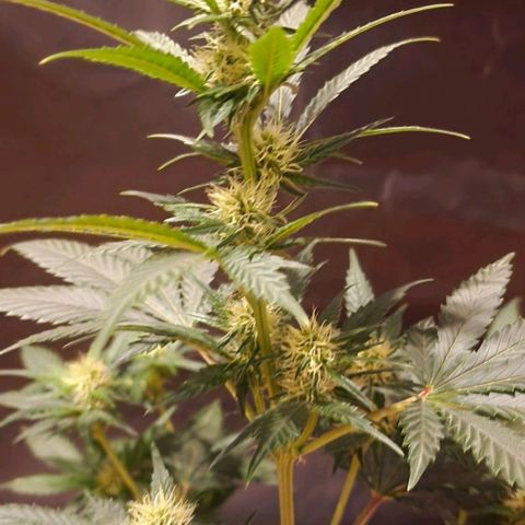 Sweet Seeds - Green Poison growlog timeline photo