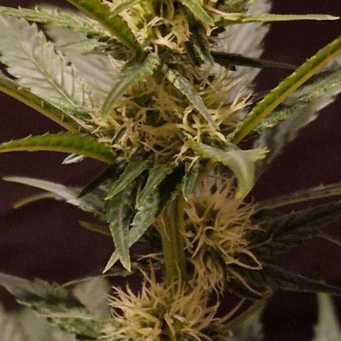 Sweet Seeds - Green Poison growlog timeline photo