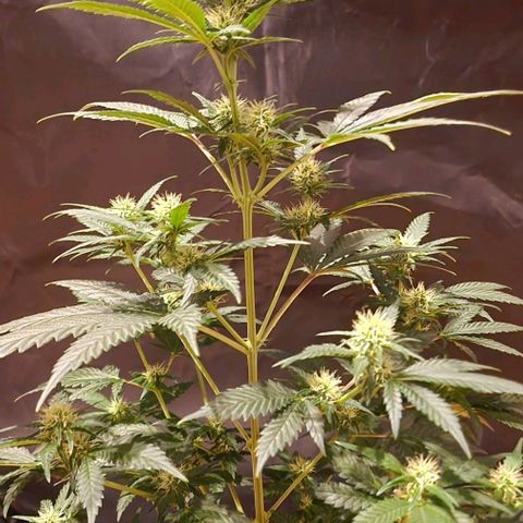 Sweet Seeds - Green Poison growlog timeline photo