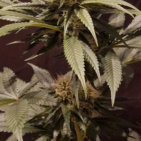 Fastbuds FF - Tropicana Cookies growlog timeline photo