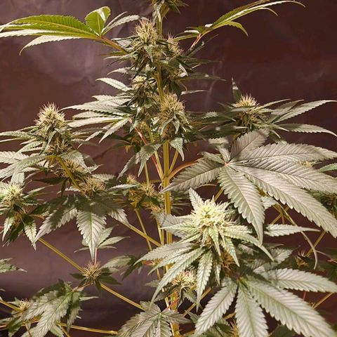 Fastbuds FF - Tropicana Cookies growlog timeline photo