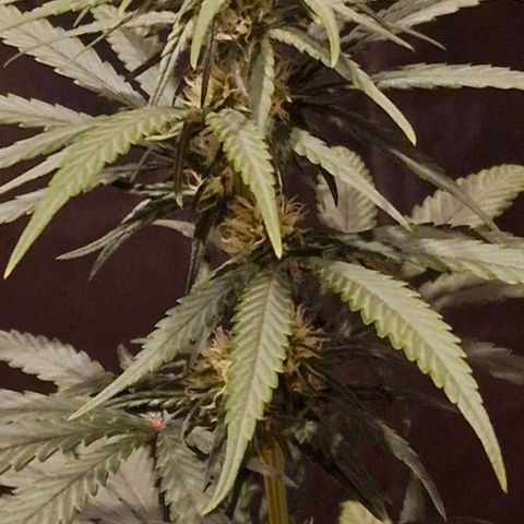 RQS - SweetZZ  growlog timeline photo